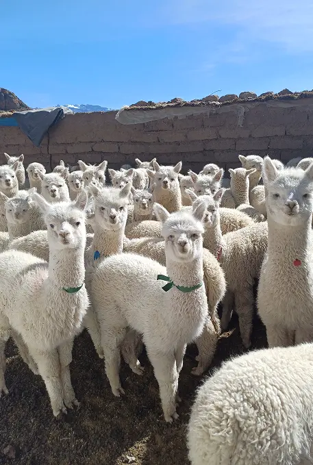 experiencia vivencial alpacas colca
